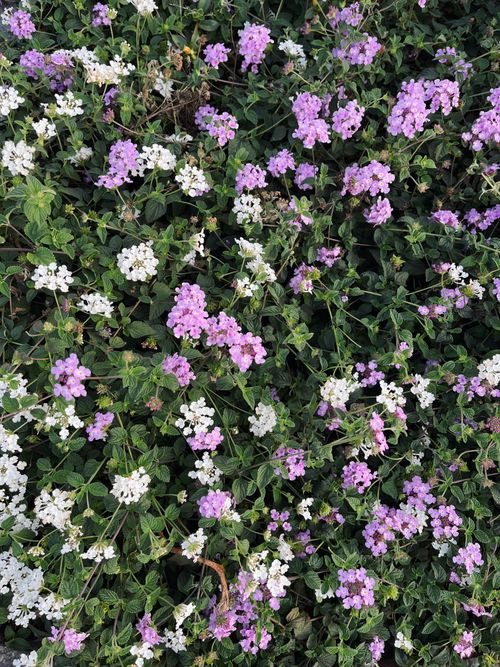 Free stock photo of flowers Stock Photo
