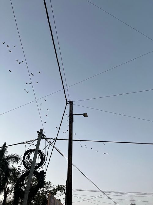 Free stock photo of birds, evening Stock Photo