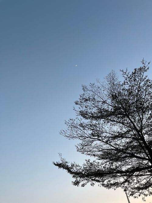 Free Bla Stock Photo
