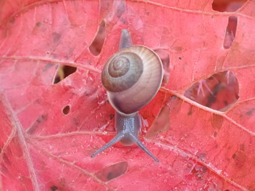 Snail