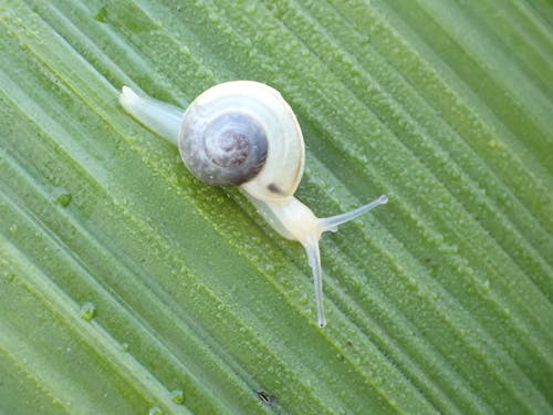 Snail