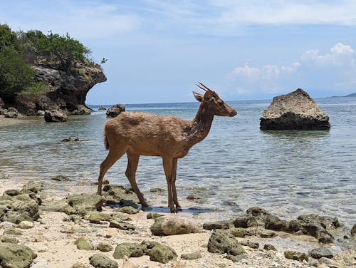 Deer at the Beach in Menjangan Island