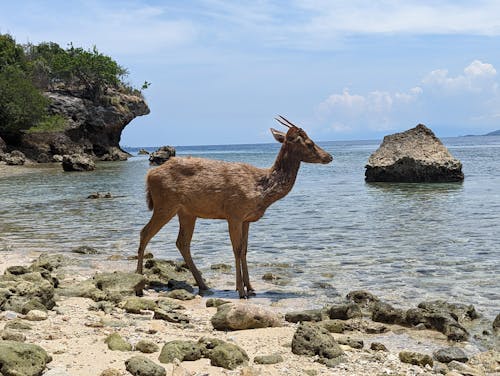 動物攝影, 動物的生活, 動物行為 的 免費圖庫相片