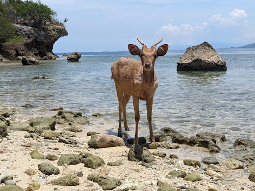 Deer at the Beach in Menjangan Island