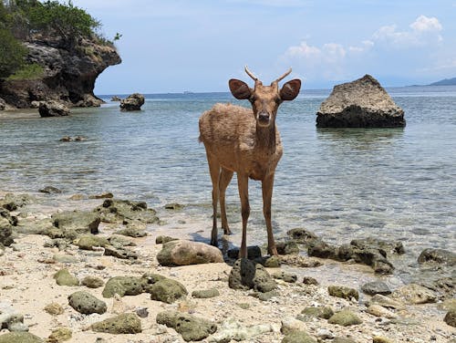 動物攝影, 動物的生活, 動物行為 的 免費圖庫相片