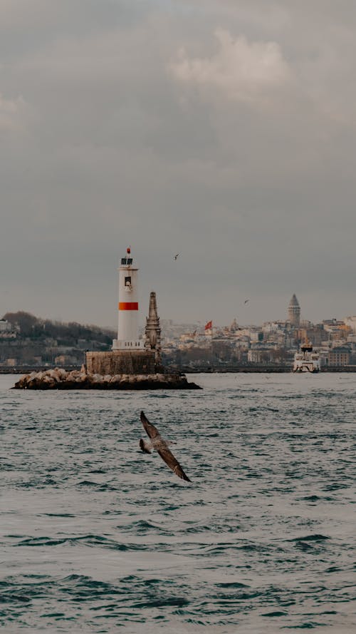 Bird Flying near Lighthouse on Sea Coast in Istanbul