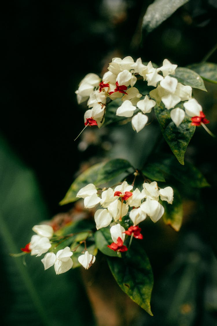 White Flowers On A Shrub 