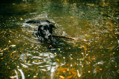 Dog Swimming in the River Fetching a Stick