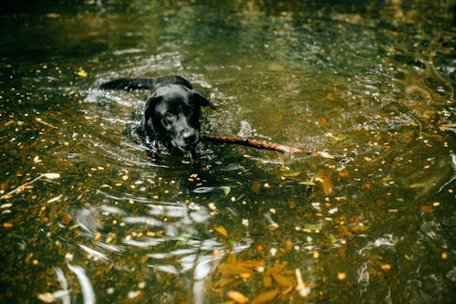 Fotos de stock gratuitas de atractivo, canino, fotografía de animales