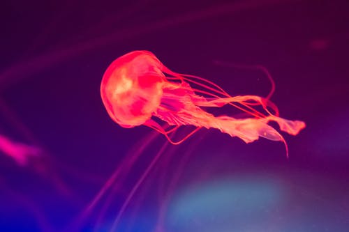 View of Jellyfish Swimming Underwater 