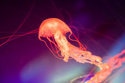 Free Colorful jellyfish swimming gracefully in an underwater setting, showcasing vibrant hues and delicate tentacles. Stock Photo