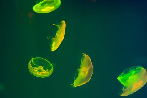 View of Jellyfish Swimming Underwater 