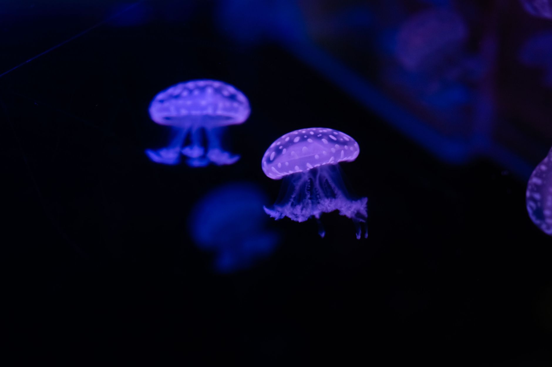 在昏暗水槽中漂浮的發光水母