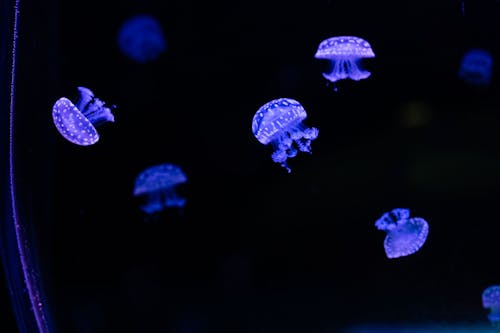 Foto profissional grátis de água-viva, embaixo da água, fluorescente