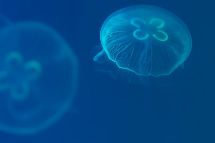 Jellyfish In Nature