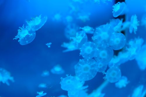 Free Stunning close-up of vibrant blue jellyfish in an underwater setting. Stock Photo