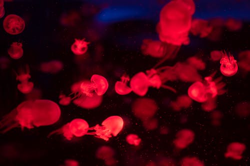 Jellyfish in Red Light