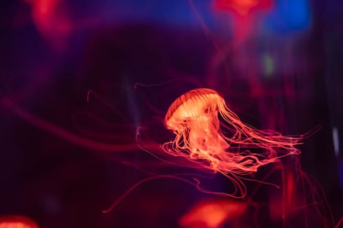 View of Jellyfish Swimming Underwater 