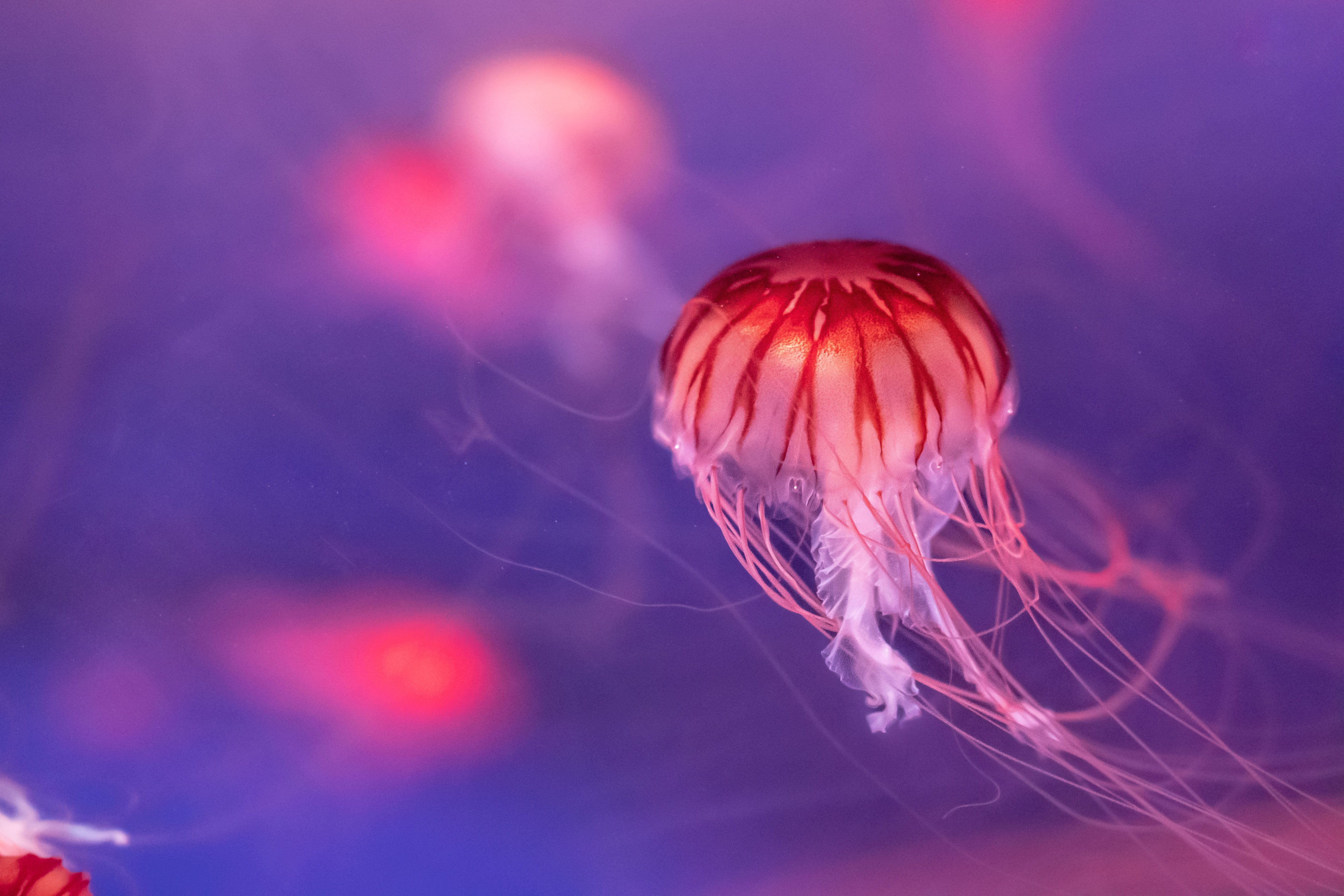 Jellyfish Swimming Underwater Free Stock Photo