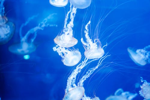 View of Jellyfish Swimming Underwater 