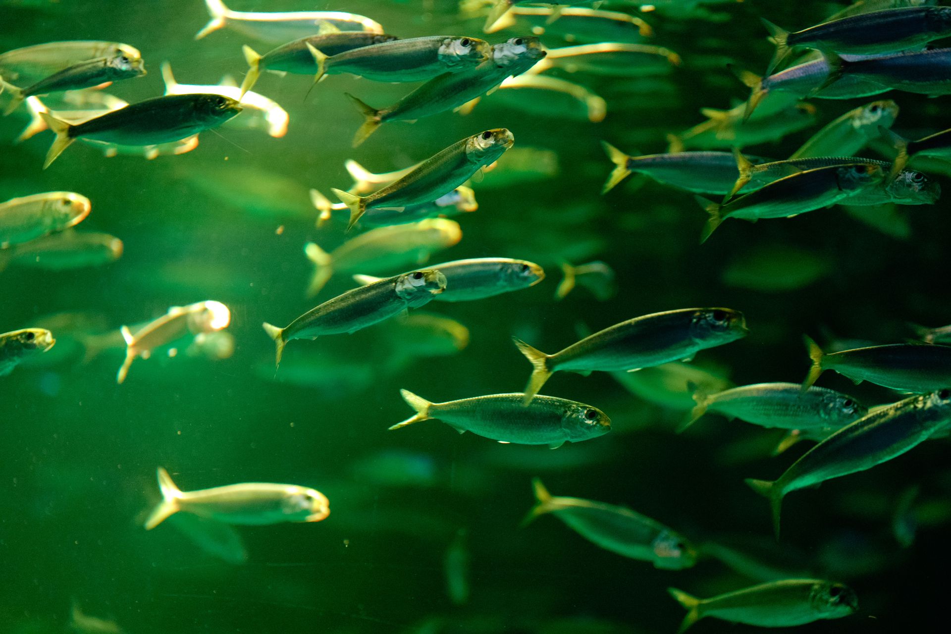 A School of Fish