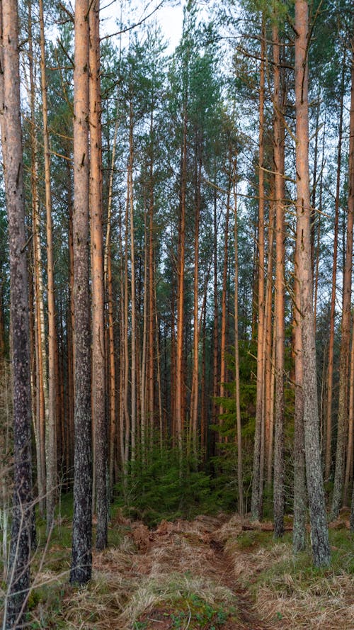 Photo of a Pine Tree Forest