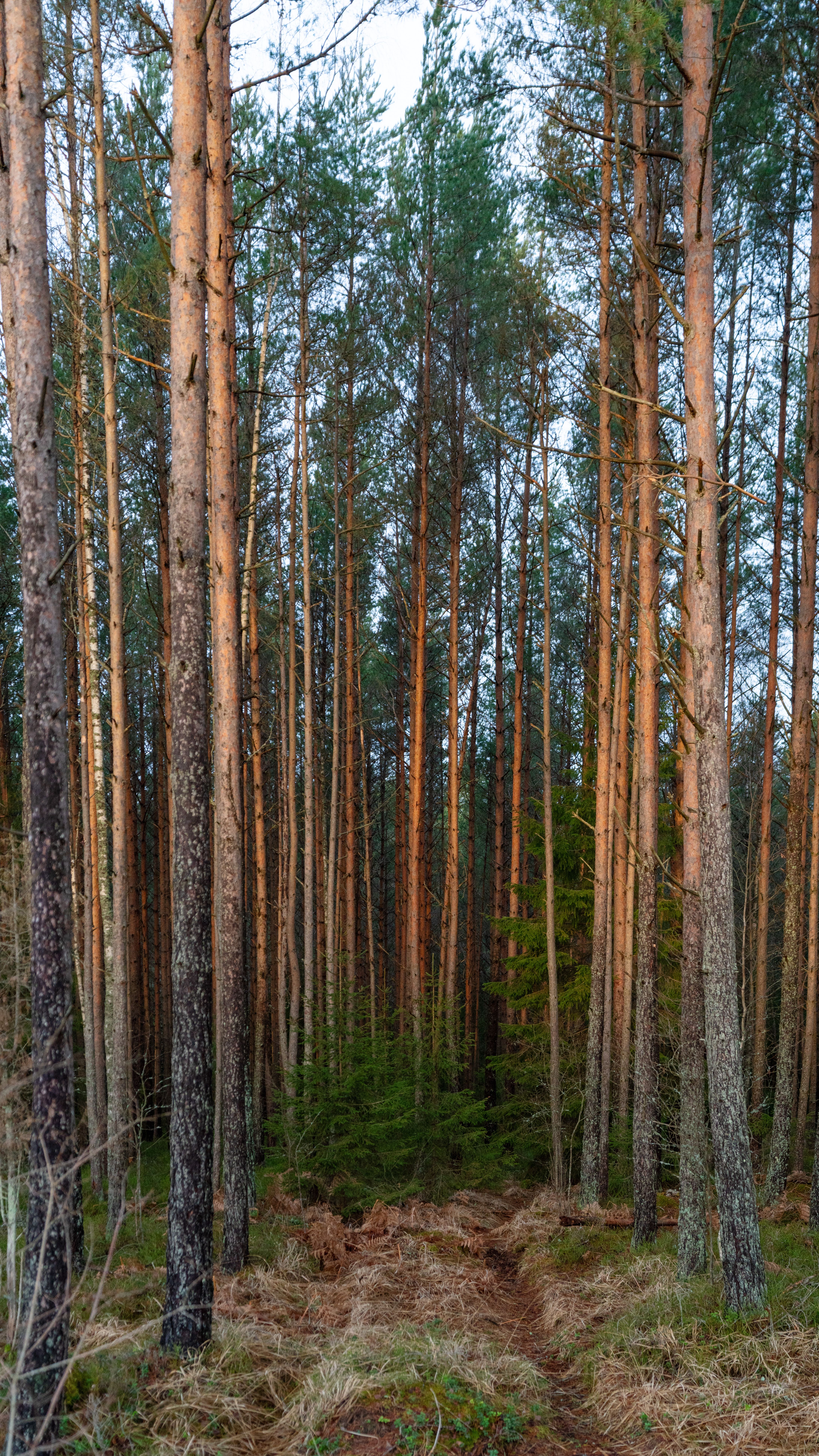 Photo of a Pine Tree Forest · Free Stock Photo