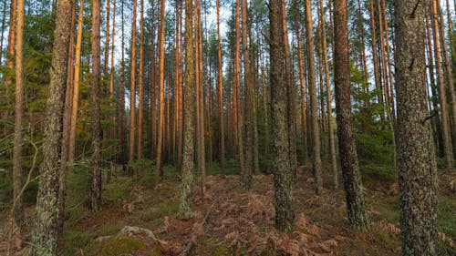 Trunks in a Pine Tree Forest