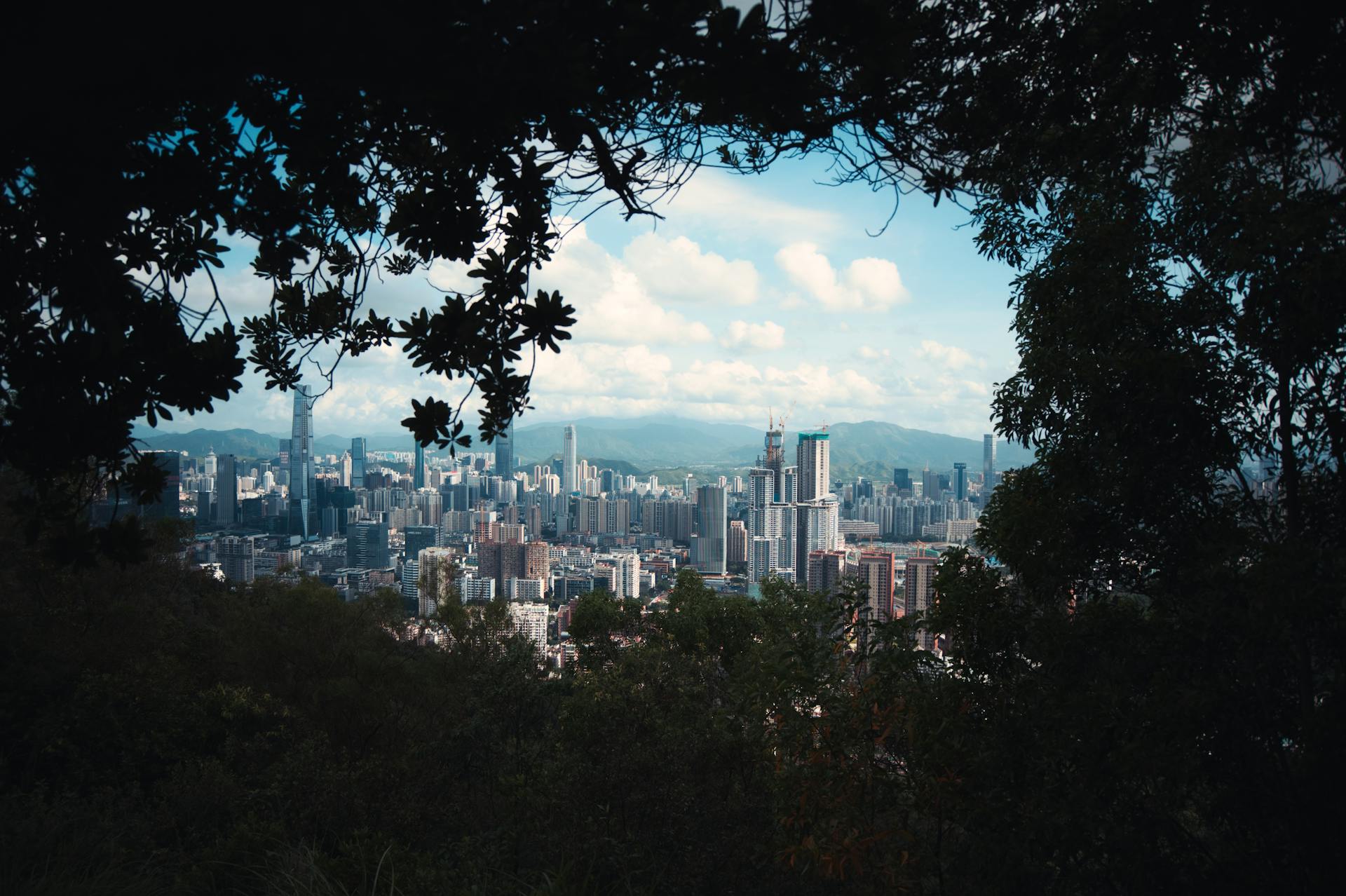 Explore the captivating skyline of Shenzhen city framed within lush tree branches, capturing urban beauty.