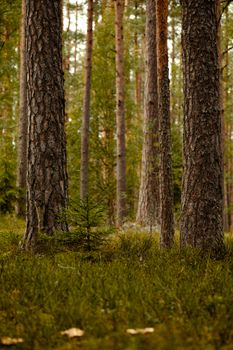A tranquil scene of tall pine trees in a lush green forest, capturing natural beauty.