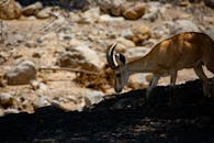 Antelope Walking on Ground with Rocks