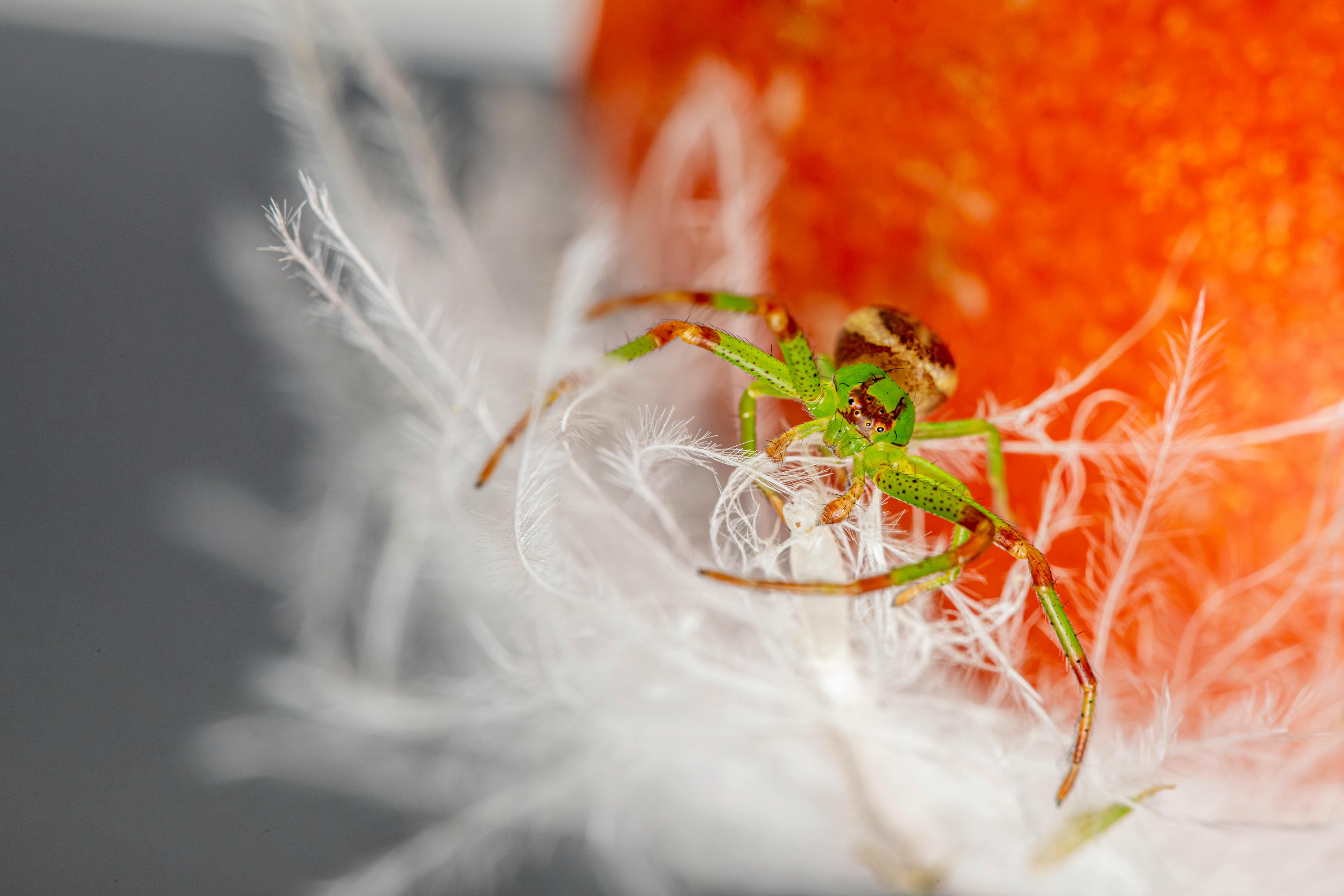 Detailed close-up of a Diaea dorsata spider on a white feather with an orange background.