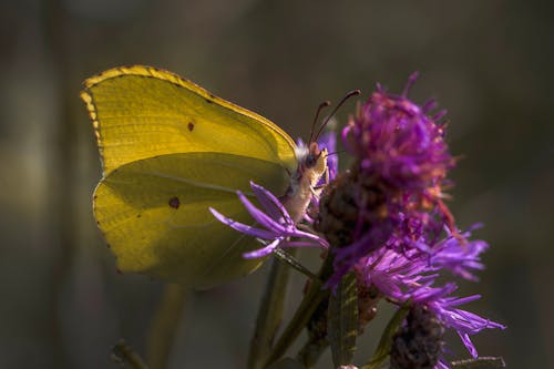 Common Brimstone Butterfly on Thistle