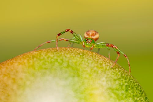 A small spider sitting on top of a green fruit