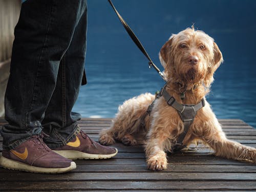Legs of Person Standing with Dog on Pier