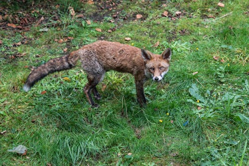 Kostenloses Stock Foto zu fuchs, gras, hohe winkelansicht