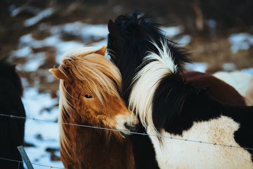 hayvanlar, i̇zlandalı atlar, kar içeren Ücretsiz stok fotoğraf