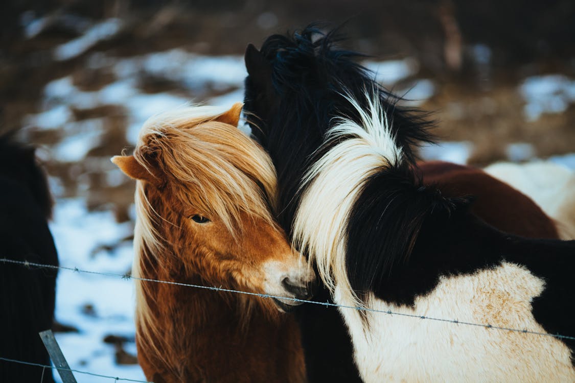 Two Horses Cuddling Beside Barbed Wire