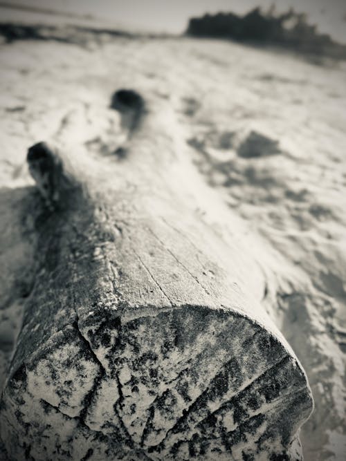 Drift Wood  B/W On Galu Beach