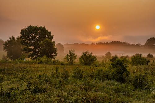 Immagine gratuita di alba, alberi, campo
