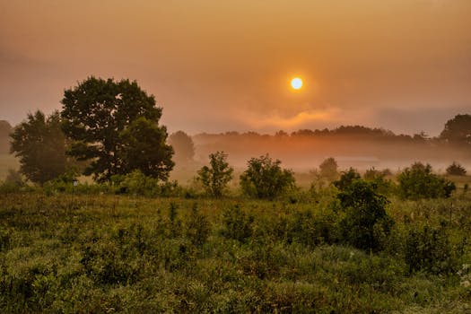 Sunrise over a misty meadow in Kellogg, MN. Beautiful natural scene with fog and trees.