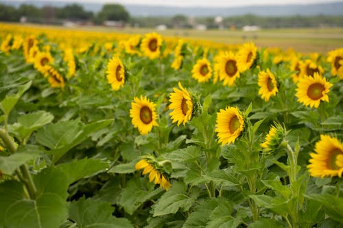 Sunflowers on a Field 