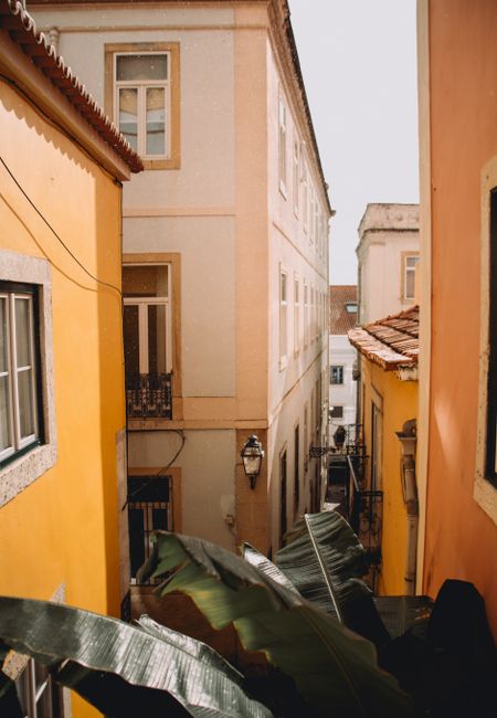 Sunlit narrow alley with colorful buildings, lush plants, and urban charm.