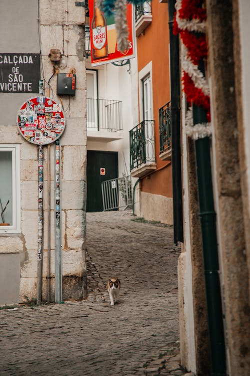 dikey atış, hayvan, kedi içeren Ücretsiz stok fotoğraf