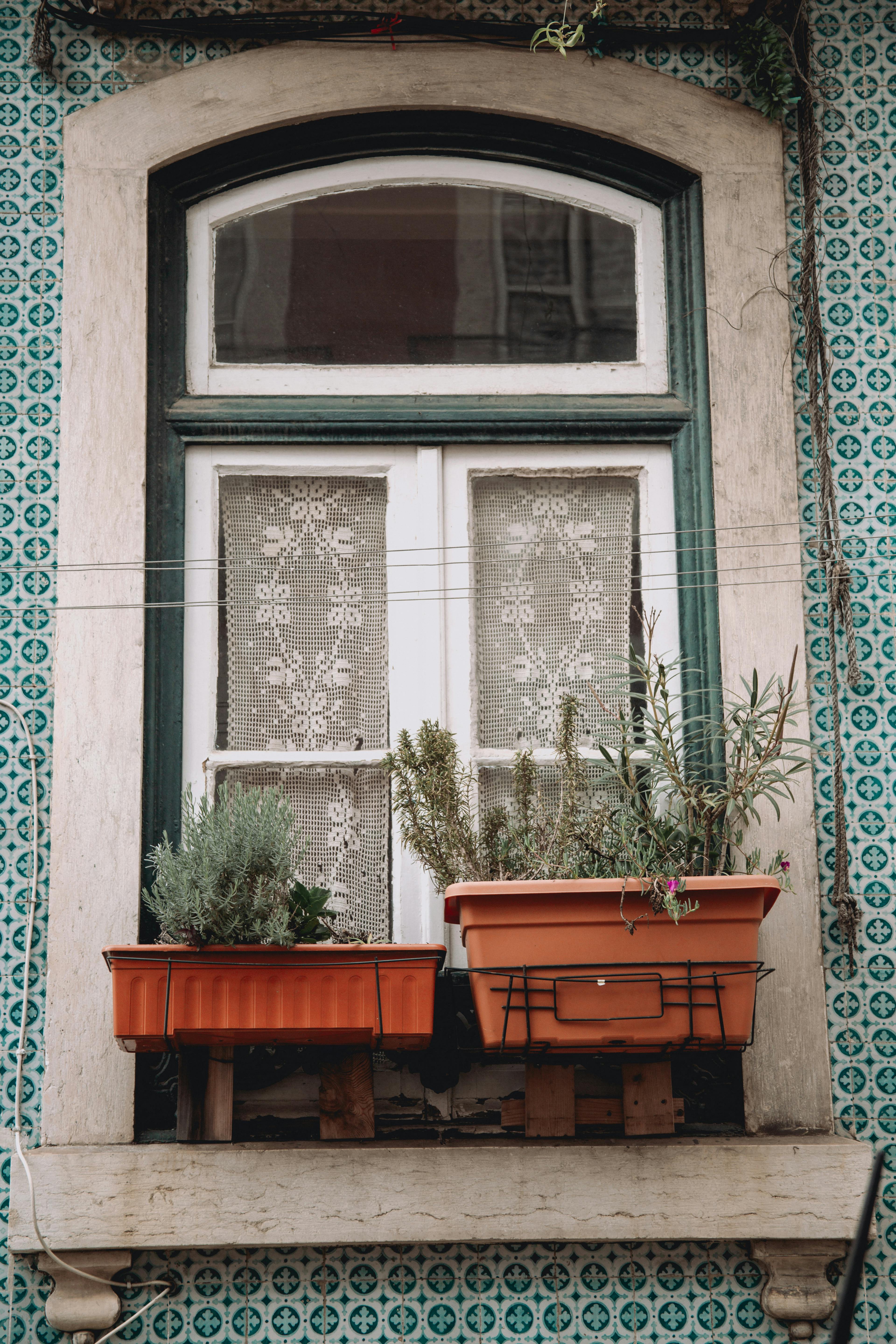 A picturesque window adorned with lace curtains and two potted plants, set against a patterned wall.
