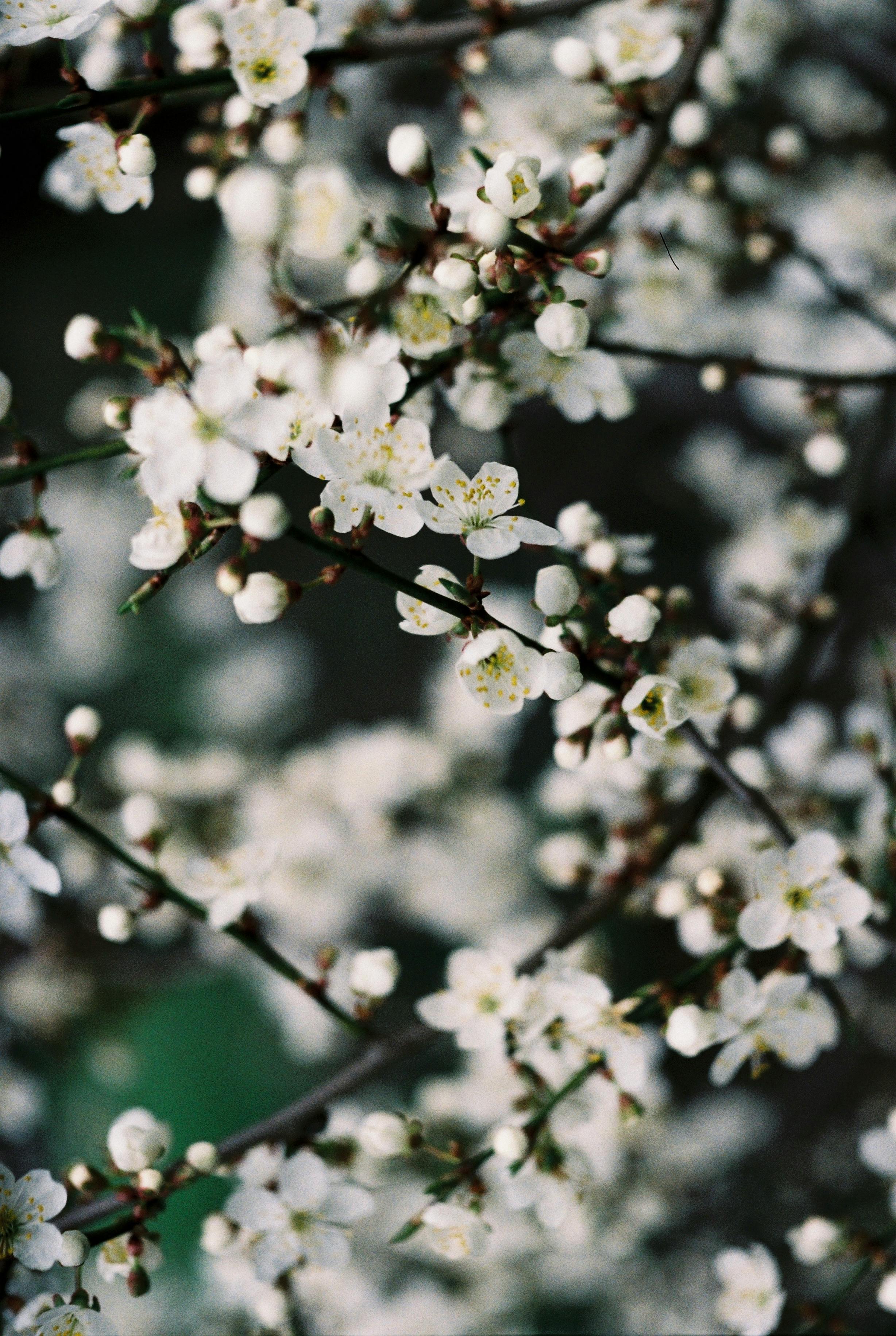 Close-up of white cherry blossoms on branches, capturing the essence of spring.