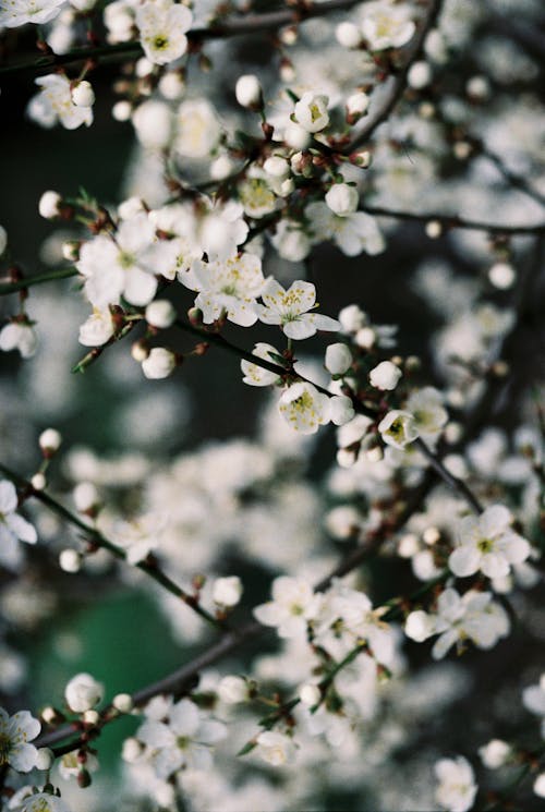 Бесплатное стоковое фото с белый, вертикальный выстрел, весна