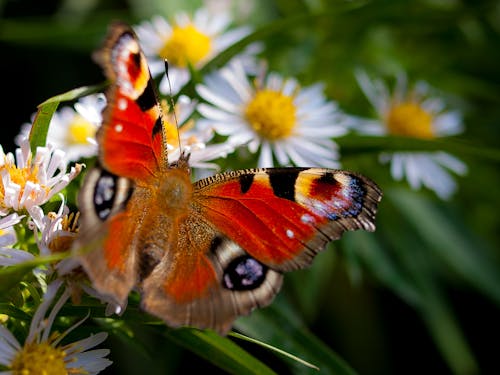 Butterfly on Flowers