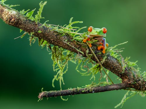 Kostnadsfri bild av djurfotografi, gren, groda