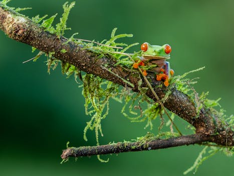 Red-eyed tree frog perched on a moss-covered branch in Costa Rica's lush forest.